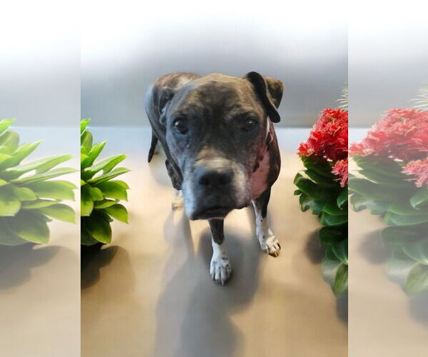 Medium Photo #22 Boxer-Unknown Mix Puppy For Sale in The Woodlands, TX, USA