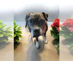 Small #21 Boxer Mix