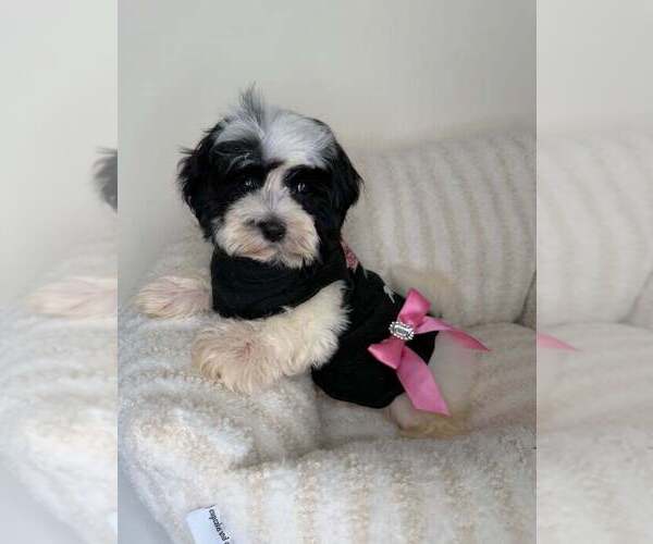 Medium Photo #1 Zuchon Puppy For Sale in GLEN ALLEN, VA, USA