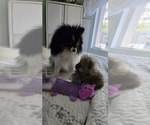 Small Photo #8 Pomeranian Puppy For Sale in MENIFEE, CA, USA