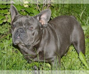 Father of the French Bulldog puppies born on 07/10/2023