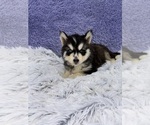 Small #2 Siberian Husky