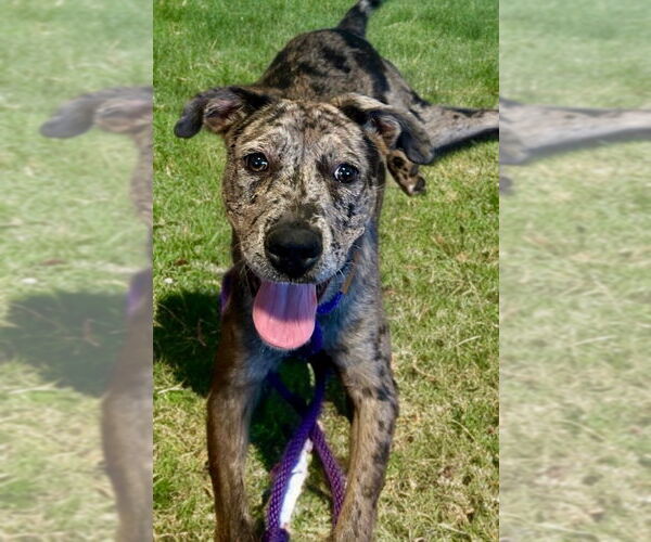 Medium Photo #1 Catahoula Leopard Dog Puppy For Sale in Newport Beach, CA, USA