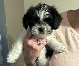 Shorkie Tzu Puppy for sale in MILLEDGEVILLE, IL, USA