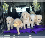 Small Photo #18 Golden Retriever Puppy For Sale in MERCED, CA, USA