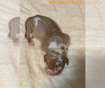 Small #22 American Bully