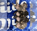 Image preview for Ad Listing. Nickname: Blue puppies