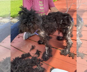Goldendoodle (Miniature) Dogs for adoption in Benton, LA, USA