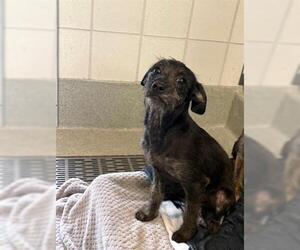 Mutt Dogs for adoption in San Martin, CA, USA