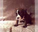 Small Photo #8 Olde English Bulldogge Puppy For Sale in KANSAS CITY, MO, USA