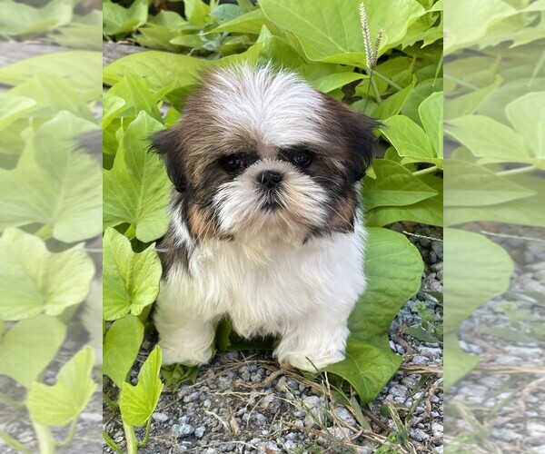 Medium Photo #1 Shih Tzu Puppy For Sale in SYRACUSE, IN, USA