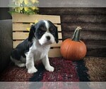 Small #3 Cavalier King Charles Spaniel