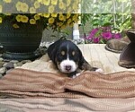 Small #1 Greater Swiss Mountain Dog