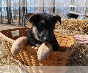 German Shepherd Dog Puppy for sale in DAYTON, OH, USA