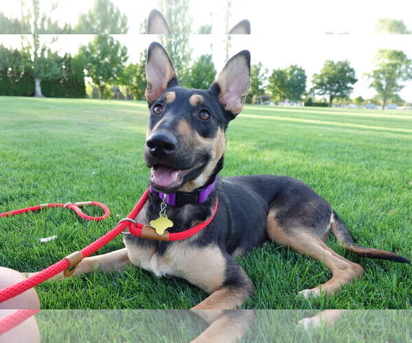 Medium Photo #3 Mutt Puppy For Sale in Sandy, UT, USA
