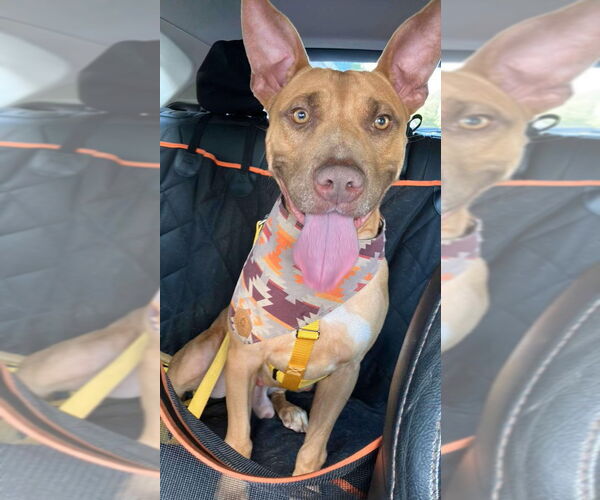 Medium Photo #12 Carolina Dog-Pharaoh Hound Mix Puppy For Sale in Rockaway, NJ, USA