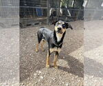 Small #11 Doberman Pinscher Mix