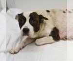 Small American Staffordshire Terrier Mix