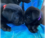 Small Photo #7 Labrador Retriever Puppy For Sale in PALM COAST, FL, USA