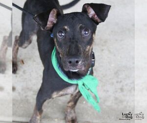 Ranger - Male Labrador Retriever-Unknown Mix Dog for Adoption