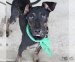 Ranger - Male Labrador Retriever-Unknown Mix Dog for Adoption - Small photo