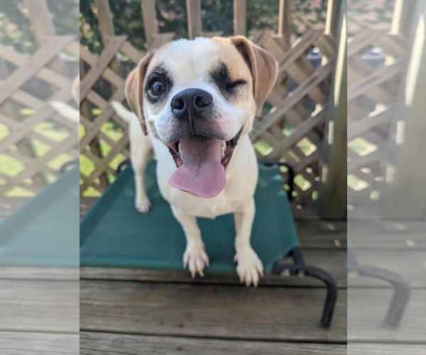 Medium Photo #4 Cheagle Puppy For Sale in Lincolnwood, IL, USA