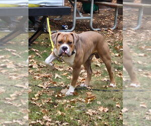 Father of the American Bulldog puppies born on 02/12/2026