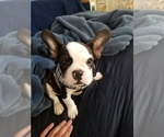 Small #2 French Bulldog