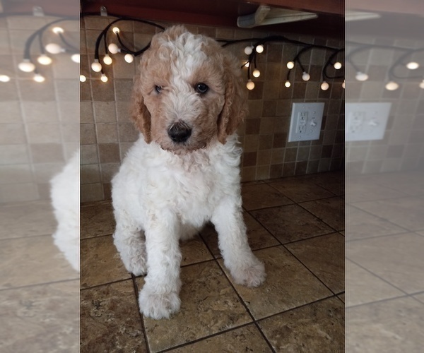 Medium Photo #4 Goldendoodle Puppy For Sale in TURIN, NY, USA