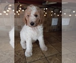 Small Photo #4 Goldendoodle Puppy For Sale in TURIN, NY, USA