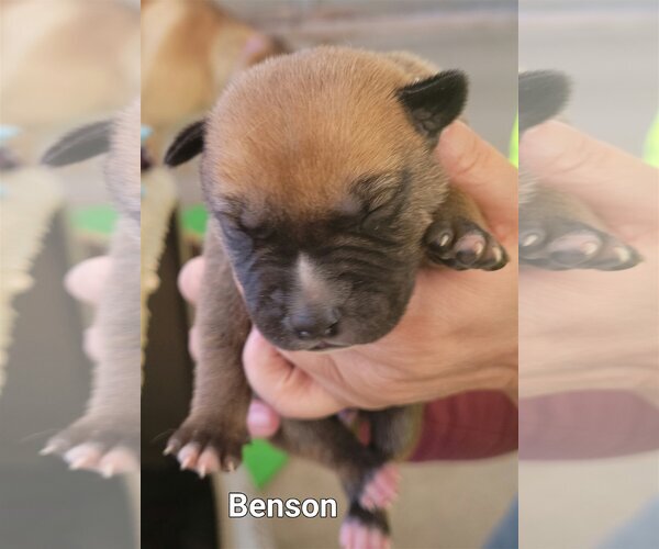 Medium Photo #5 American Staffordshire Terrier-German Shepherd Dog Mix Puppy For Sale in Cottonwood, AZ, USA