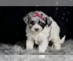 Small #6 Morkie