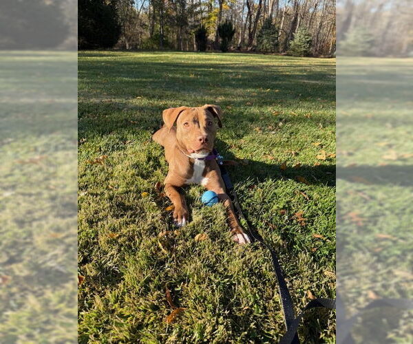 Medium Photo #13 American Pit Bull Terrier-Labrador Retriever Mix Puppy For Sale in Oakhurst, NJ, USA