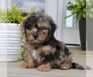 ShihPoo Puppy for Sale in GORDONVILLE, Pennsylvania USA