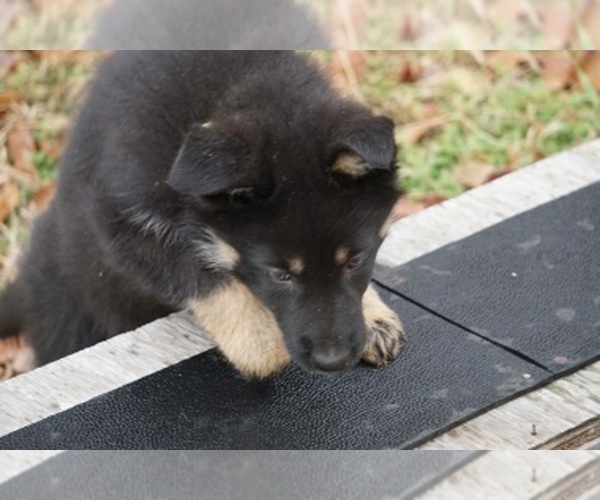 Medium Photo #20 German Shepherd Dog Puppy For Sale in NOBLE, OK, USA