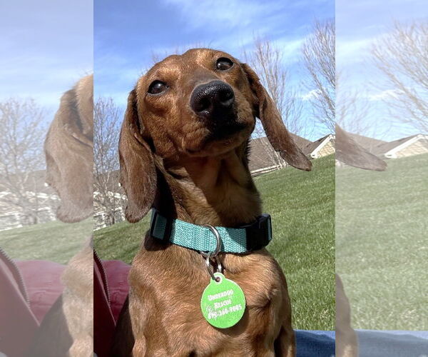 Medium Photo #3 Dachshund Puppy For Sale in St. Louis Park, MN, USA