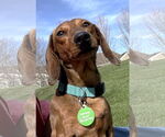 Small #2 Dachshund