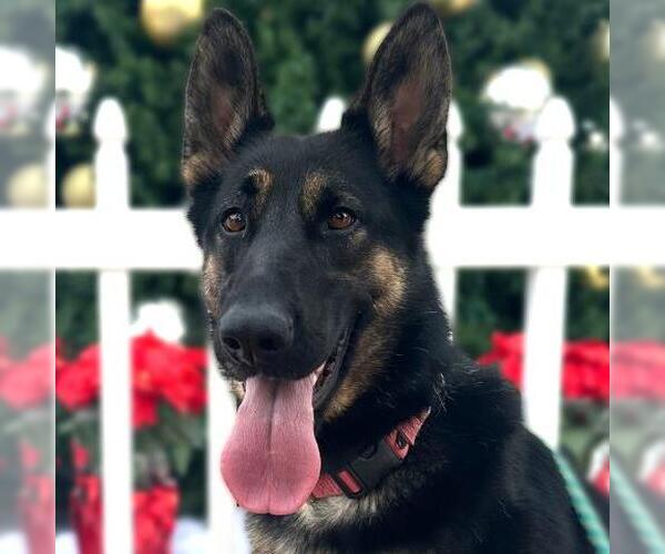 Medium Photo #4 German Shepherd Dog Puppy For Sale in Camarillo, CA, USA