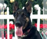 Small #3 German Shepherd Dog