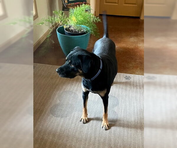 Medium Photo #9 Black Mouth Cur-Rottweiler Mix Puppy For Sale in Mountain View, AR, USA