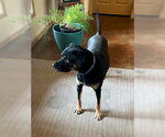 Small #8 Black Mouth Cur-Rottweiler Mix