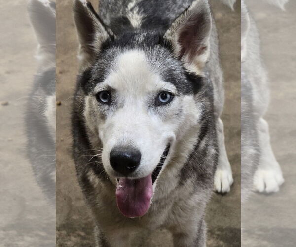 Medium Photo #1 Siberian Husky Puppy For Sale in Severn, MD, USA