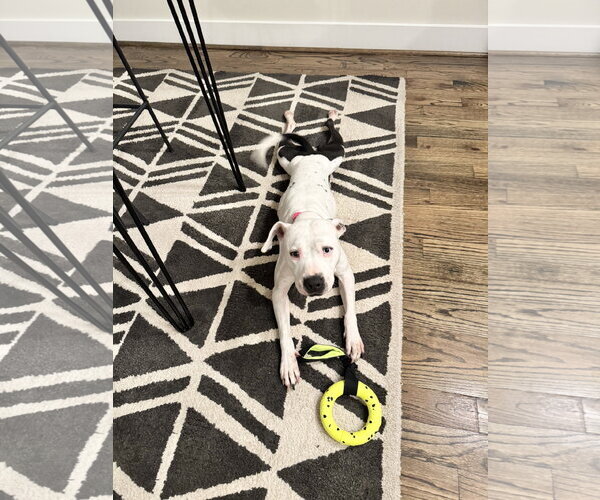 Medium Photo #5 Boxer-Pointer Mix Puppy For Sale in Houston, TX, USA