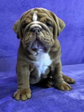 Medium Photo #4 Bulldog Puppy For Sale in GROSSE POINTE FARMS, MI, USA
