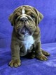 Small Photo #4 Bulldog Puppy For Sale in GROSSE POINTE FARMS, MI, USA