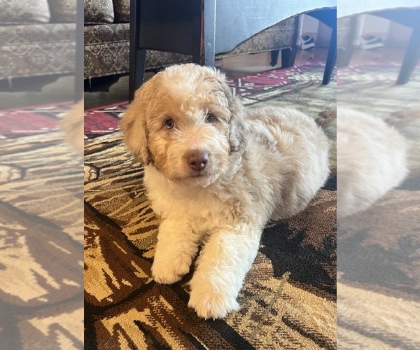 Medium Photo #3 Aussiedoodle Miniature  Puppy For Sale in DOSS, MO, USA