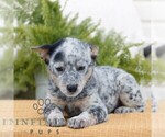 Small #1 Australian Cattle Dog