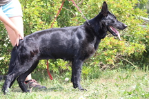 Medium Photo #1 German Shepherd Dog Puppy For Sale in NOBLE, OK, USA