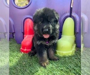 Medium German Shepherd Dog