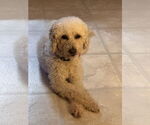 Small #2 Poodle (Miniature)